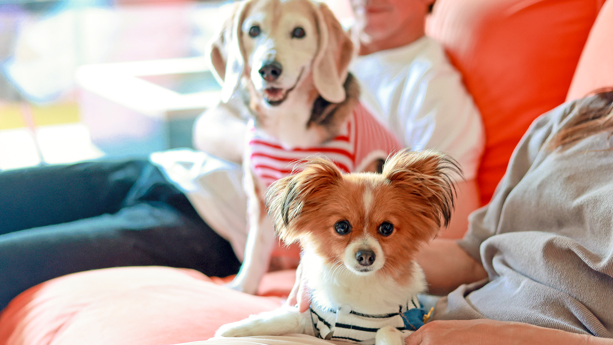 ワンちゃんと一緒に快適ステイを。