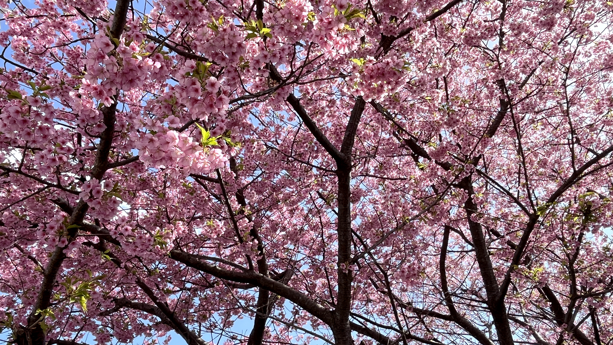 その他◆グランピング敷地内の早春の河津桜*