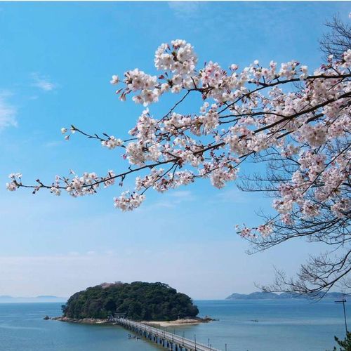 【周辺】竹島と桜