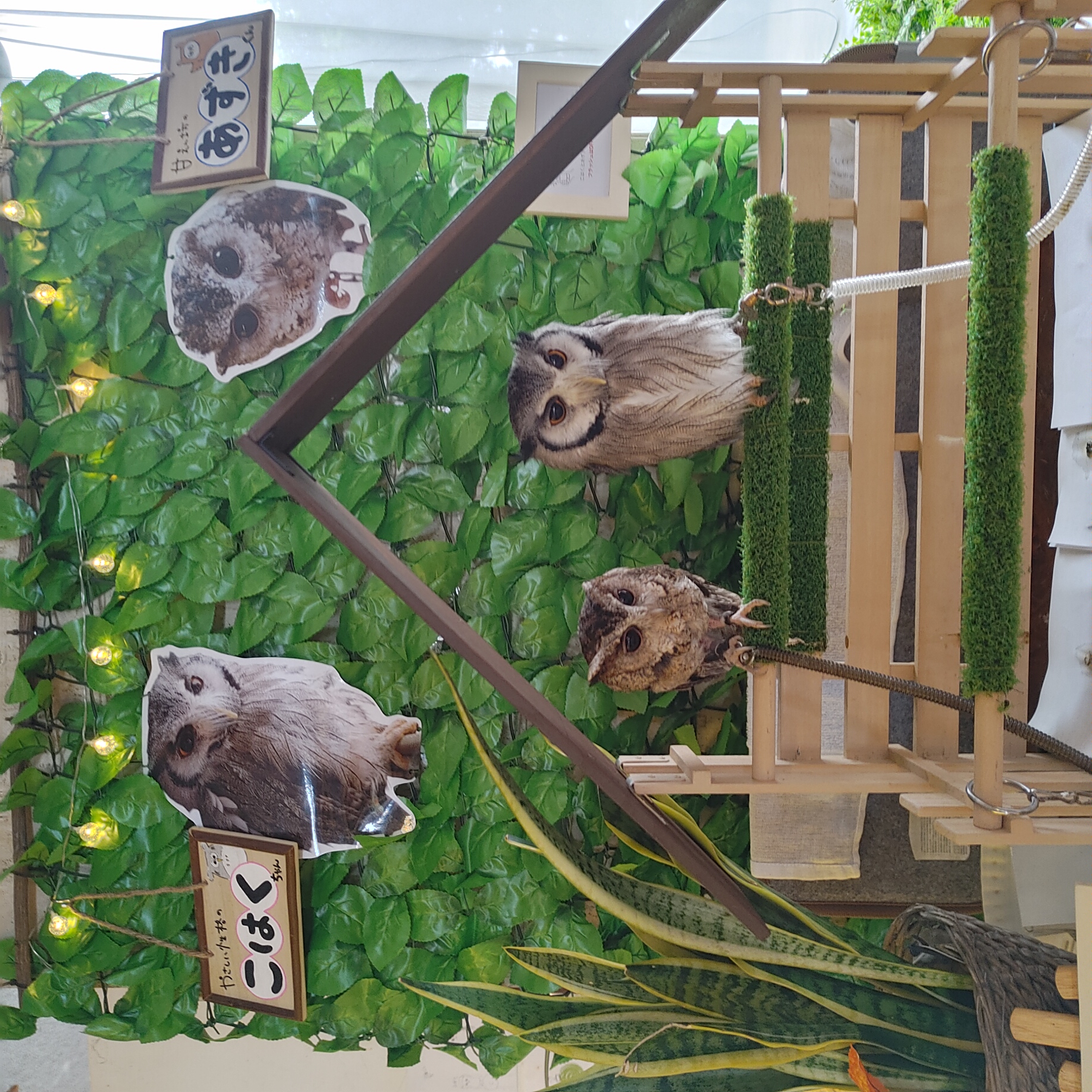 こはくとあずきが皆様をお出迎え♪