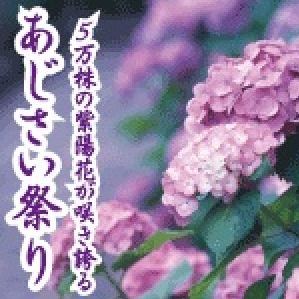 約5万株のあじさいが咲き誇ります！