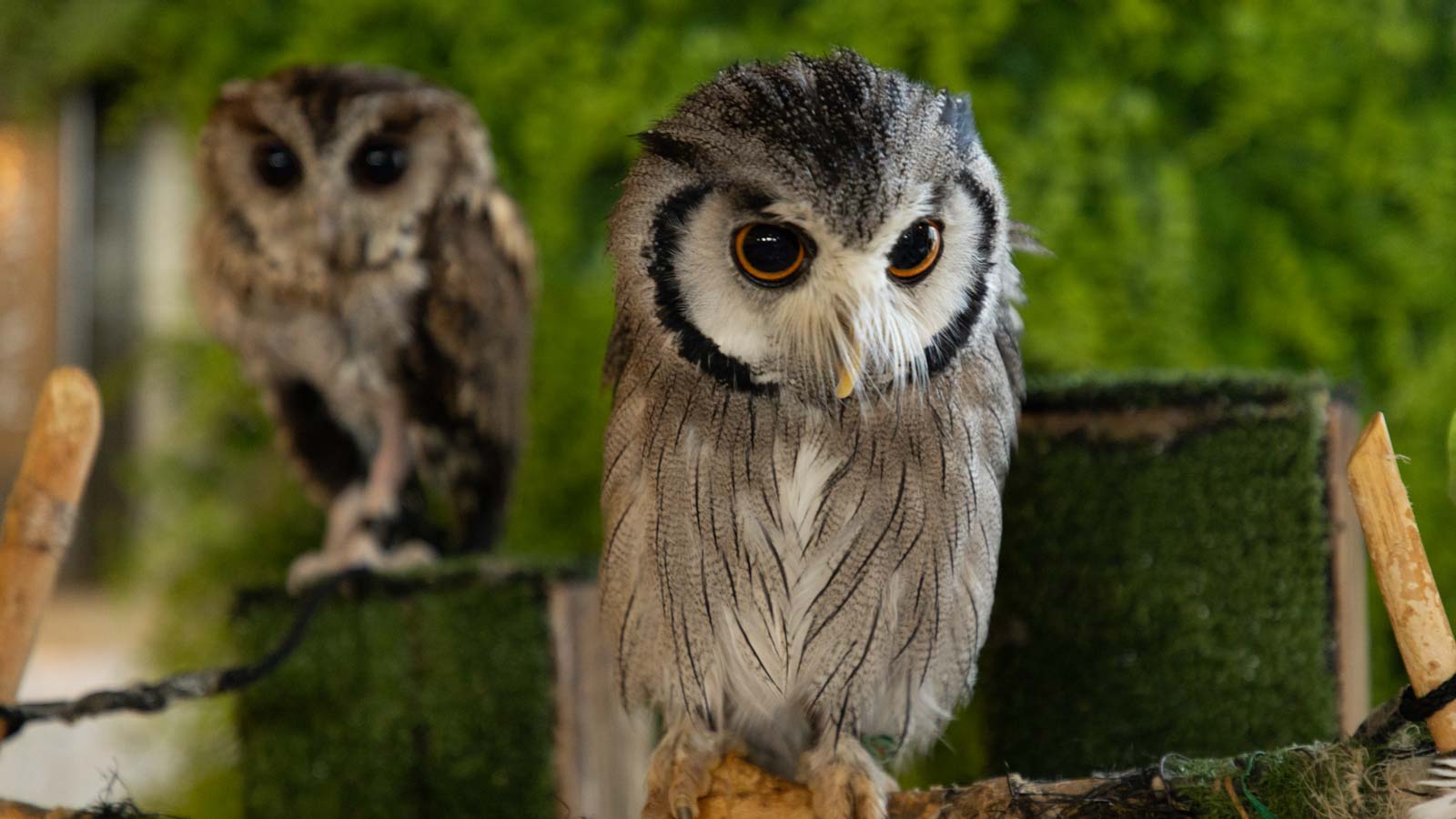 営業部鳥コノハズク『こはく』『あずき』がお出迎え♪