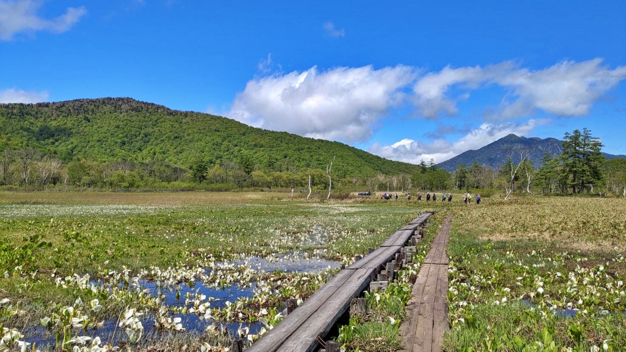 尾瀬ヶ原　5月下旬～６月上旬はミズバショウが楽しめます