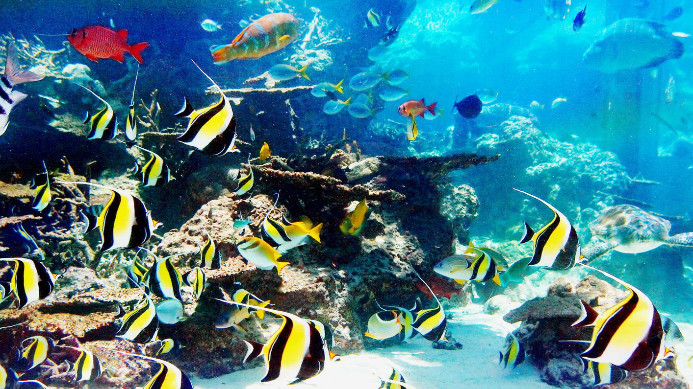 【2連泊以上】45日前のご予約がお得〜沖縄美ら海水族館チケット1回＆ブッフェ朝食付き