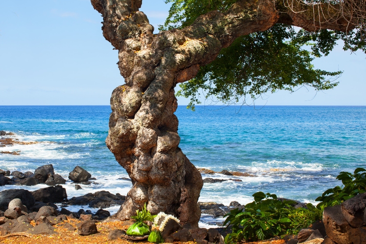 カルチャーツアー 一例