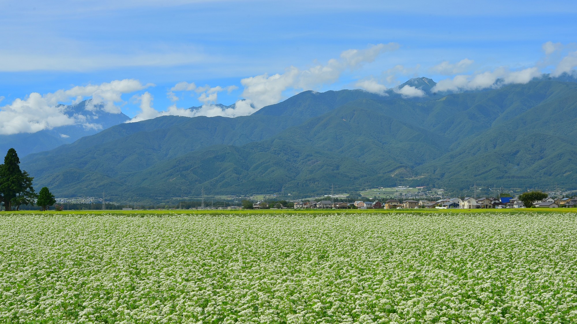 周辺観光：そばの花畑《資料提供：伊那市観光協会》