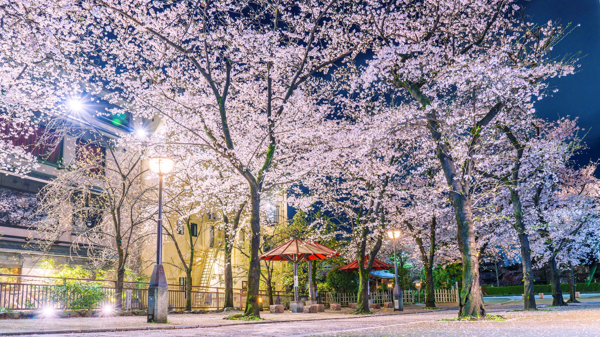【京都観光イメージ】祇園の桜　| 車で約10分