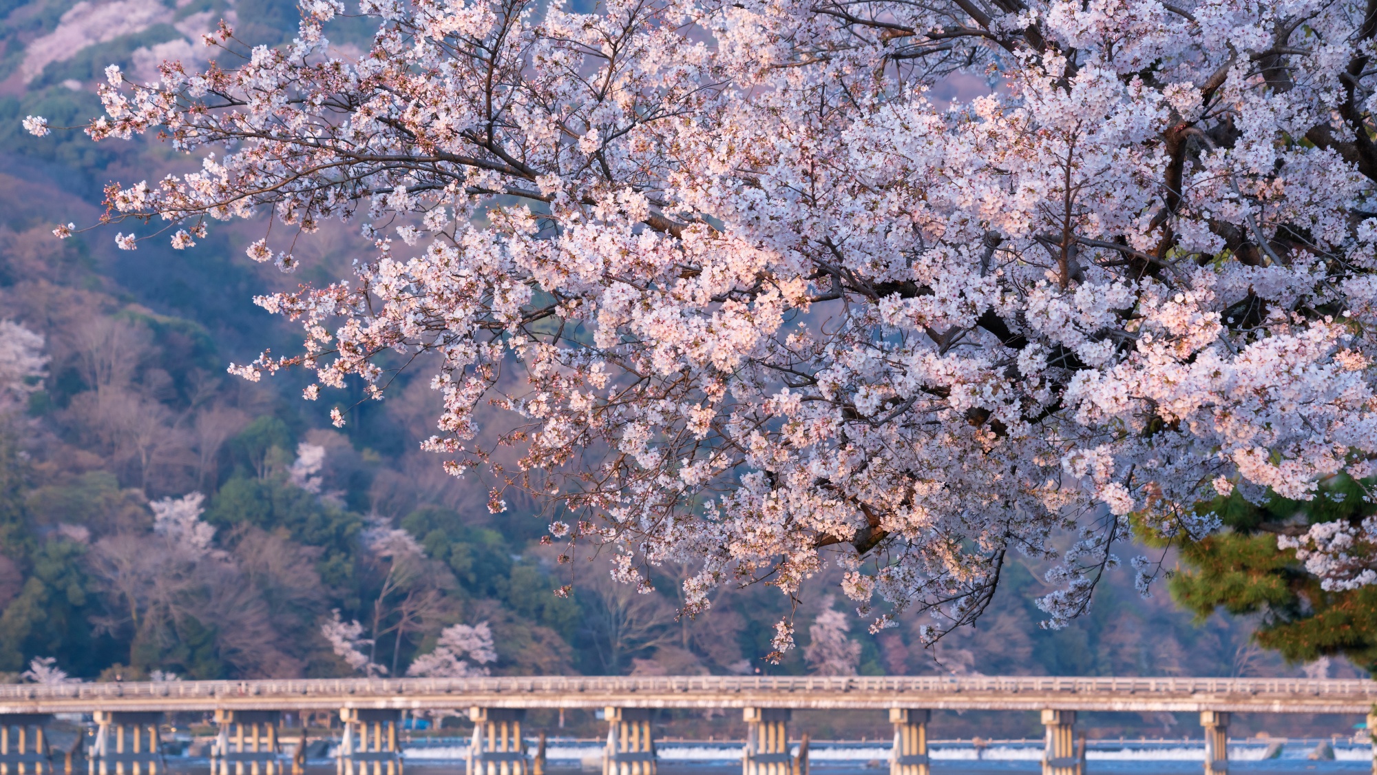 【京都観光イメージ】渡月橋　| 車で約30分