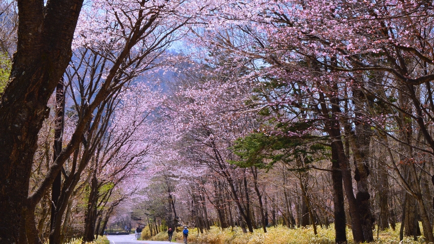 奥日光 山桜のトンネル