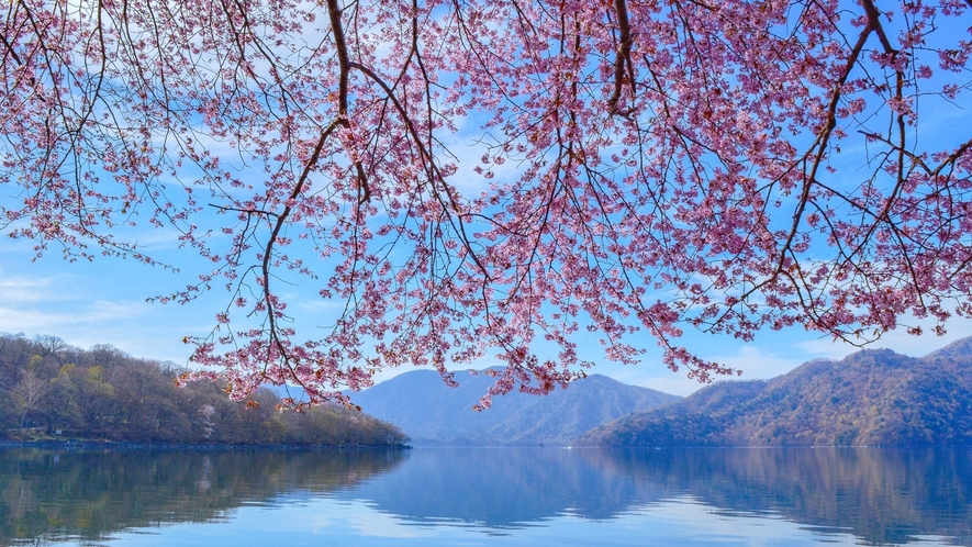 桜と中禅寺湖 ※ホテルから車で約20分