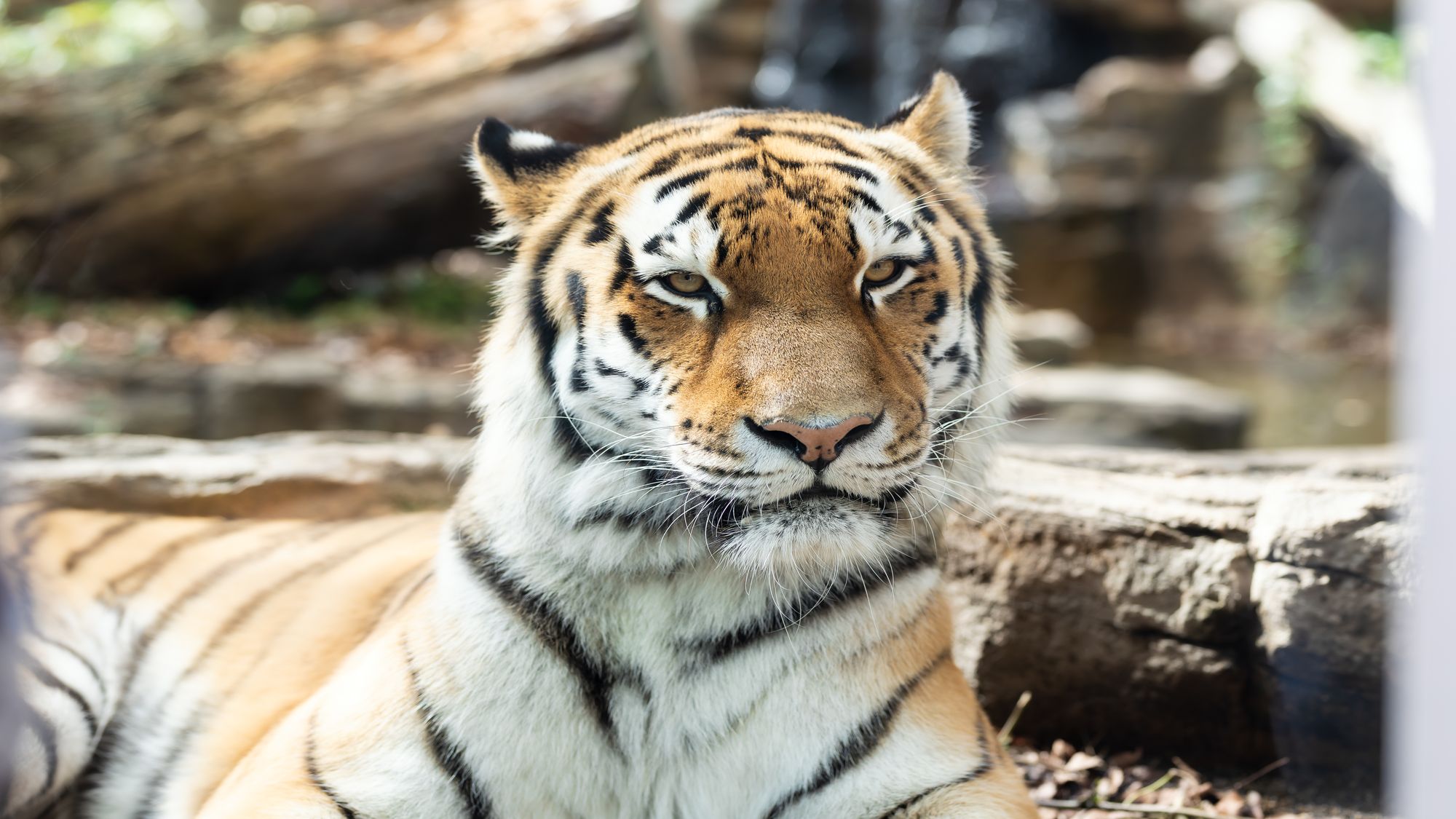 【那須どうぶつ王国】