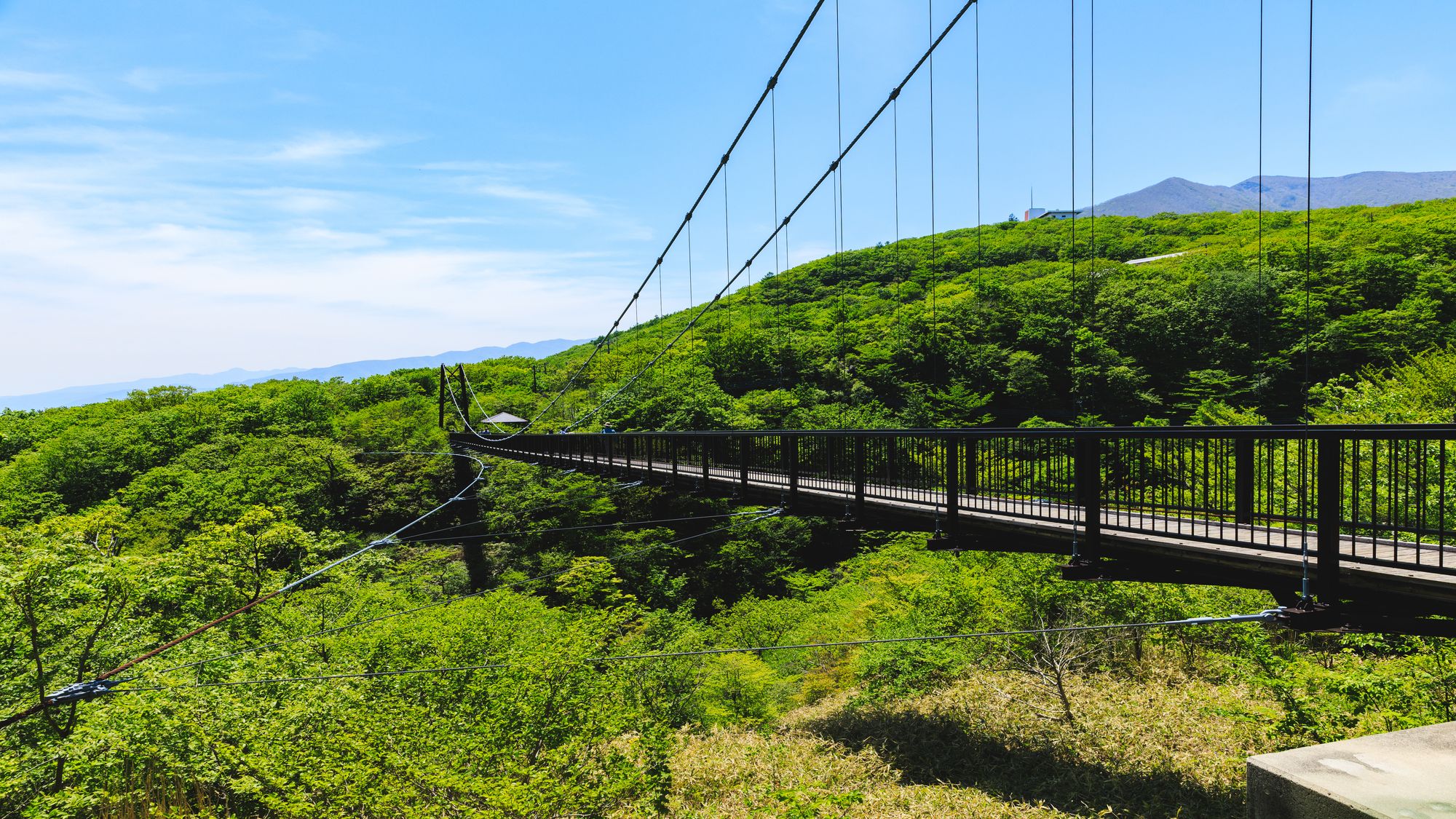 【夏のツツジ吊り橋】