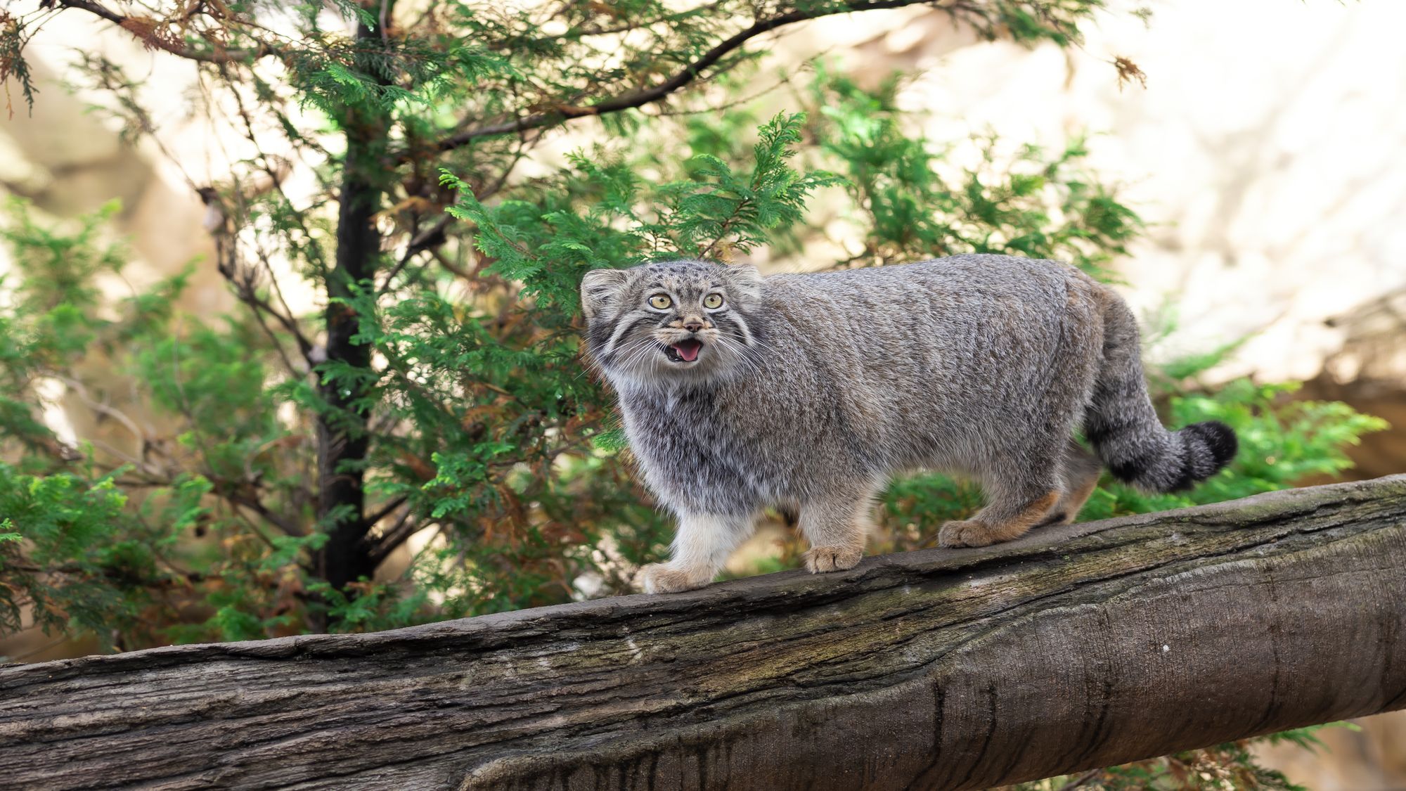 【那須どうぶつ王国】