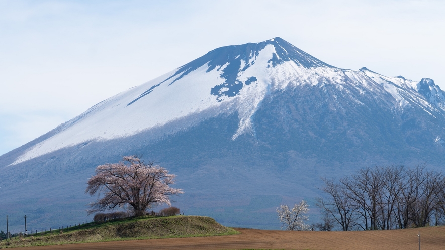 為内の一本桜