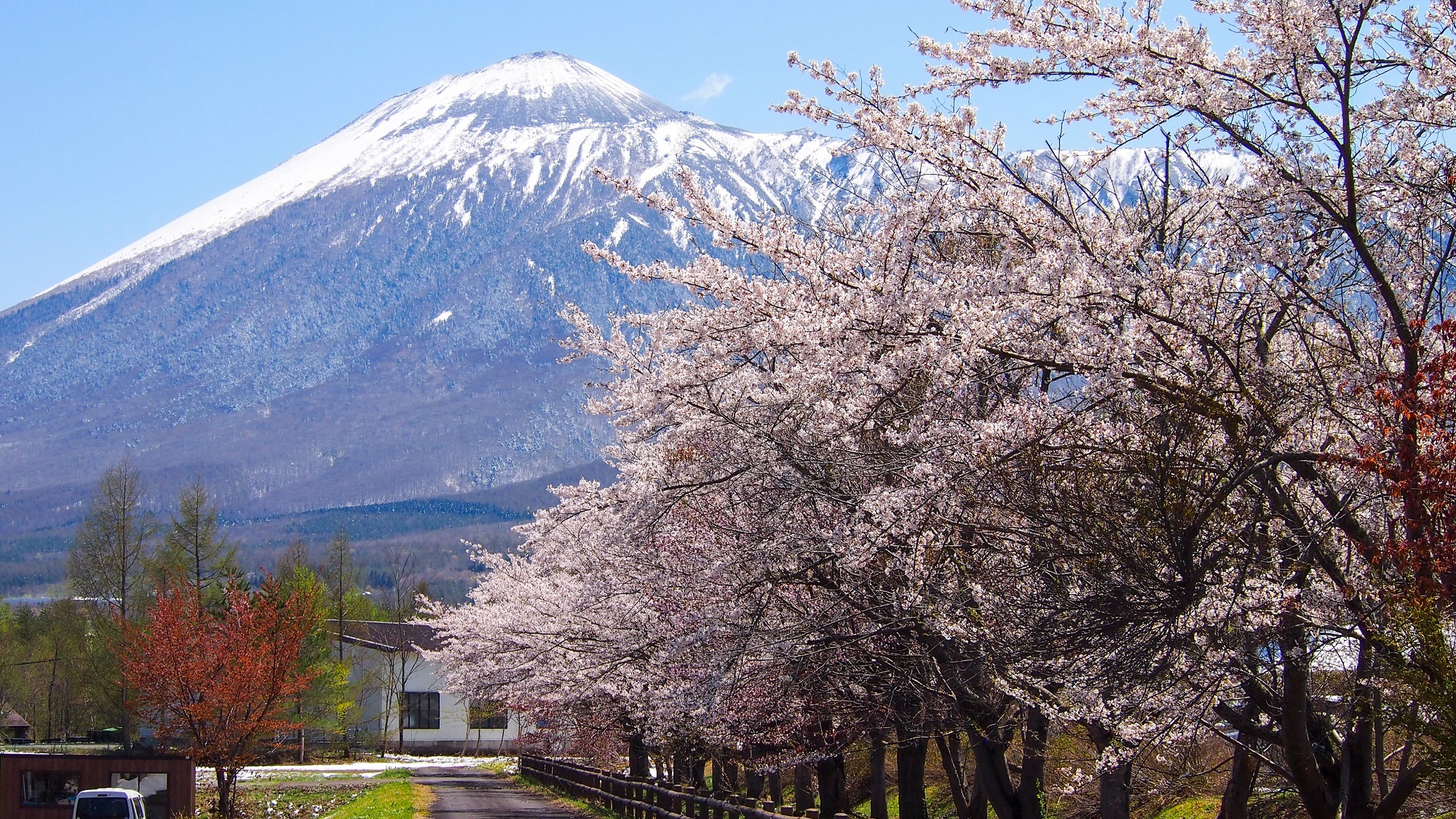 桜公園前スポット