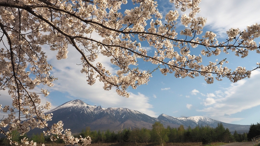 桜と岩手山