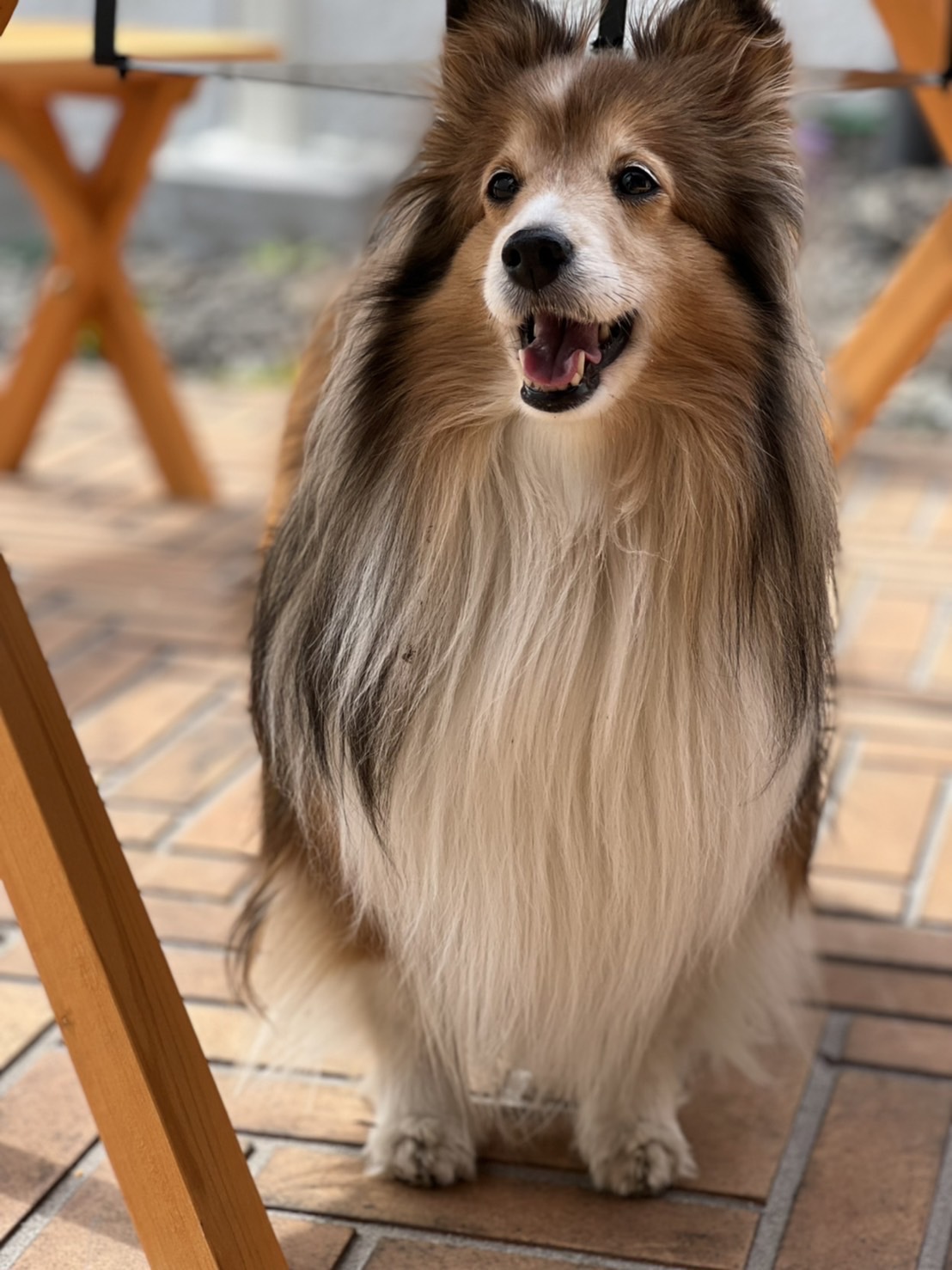 広い庭でお散歩ができます