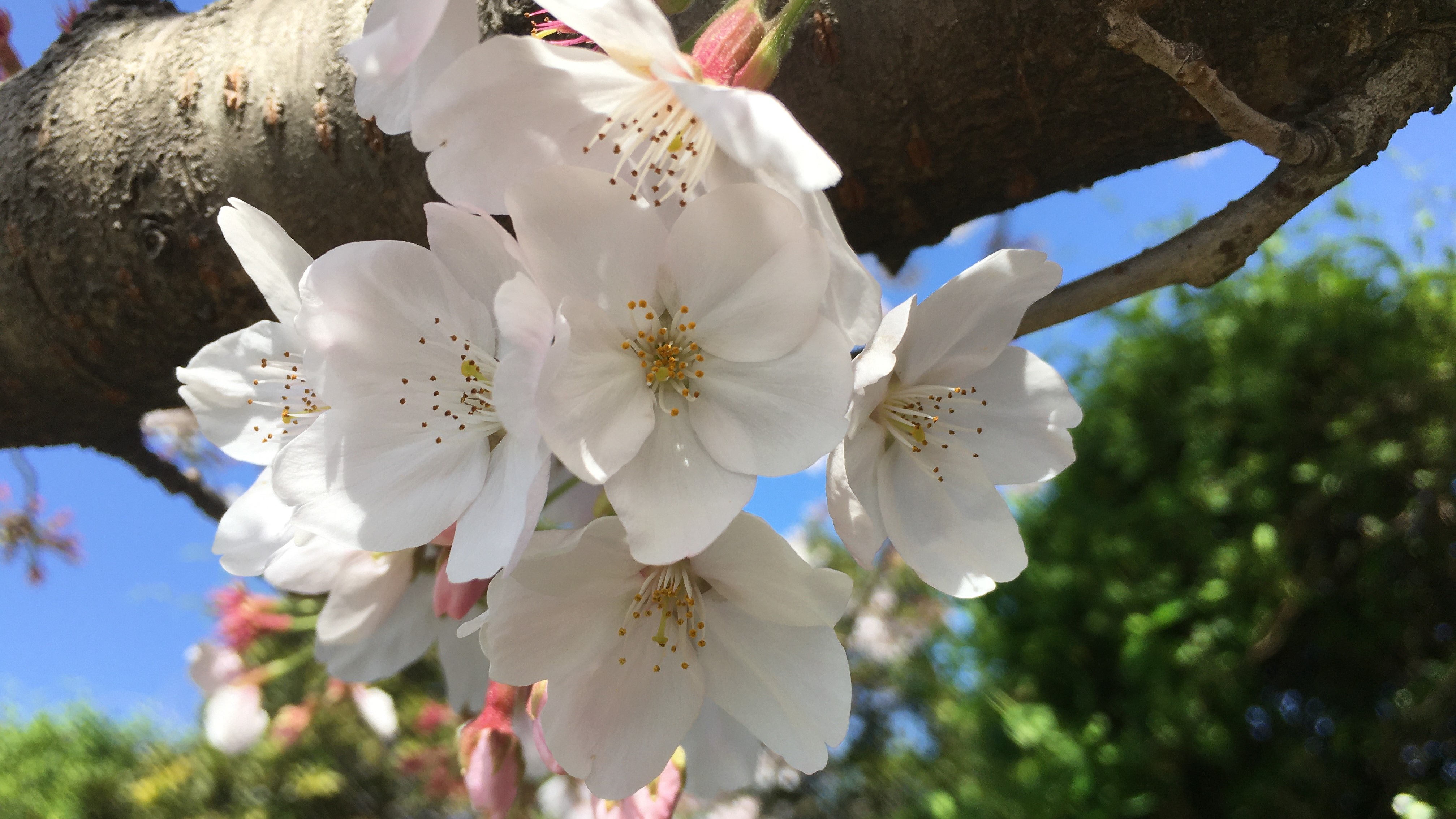 お庭の桜
