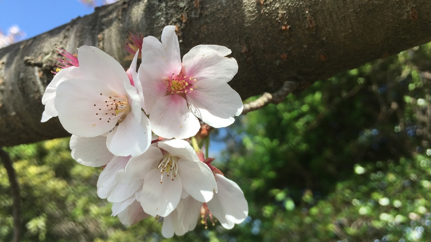 お庭の桜