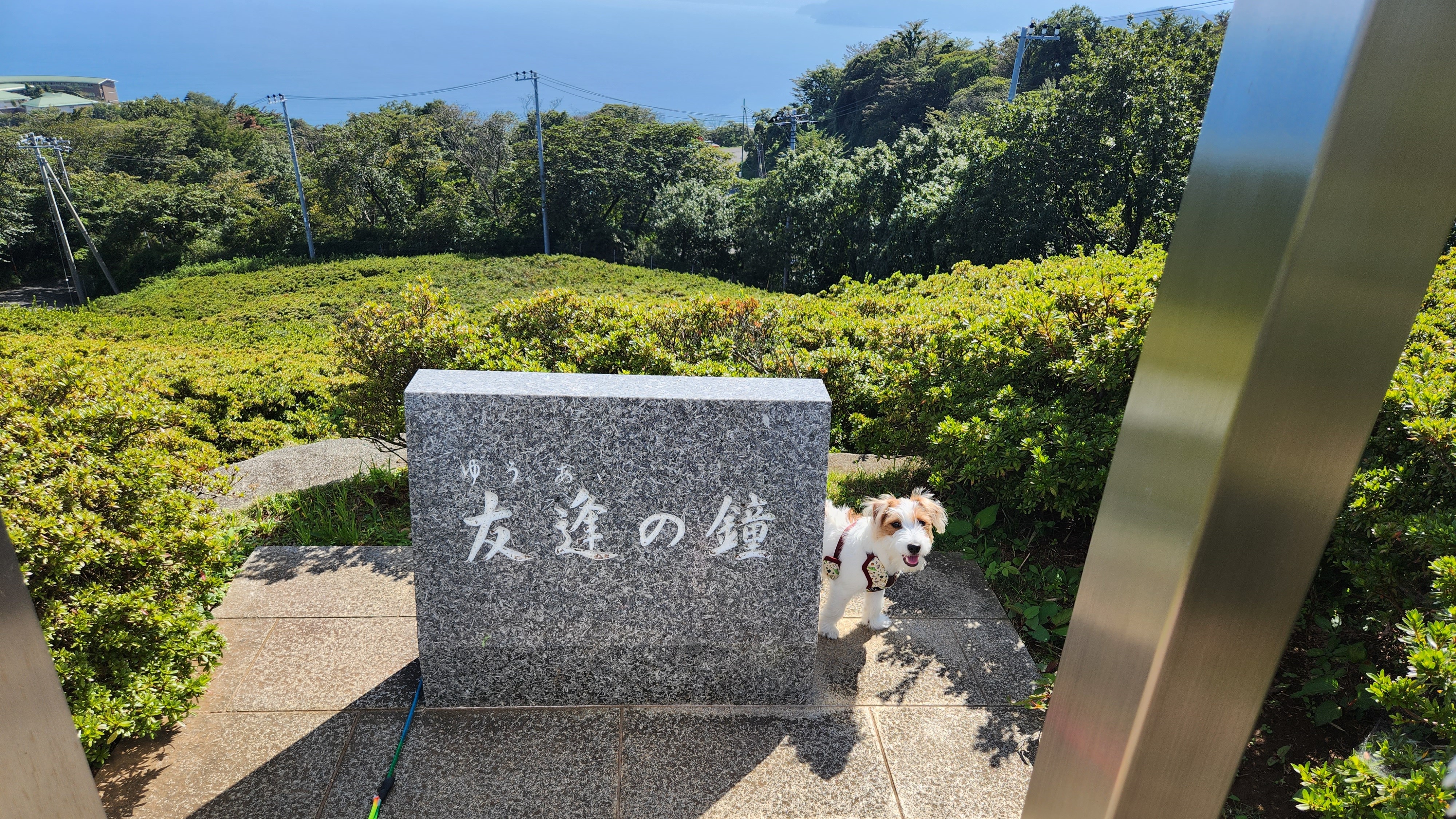 星ヶ山公園でわんちゃんと撮影