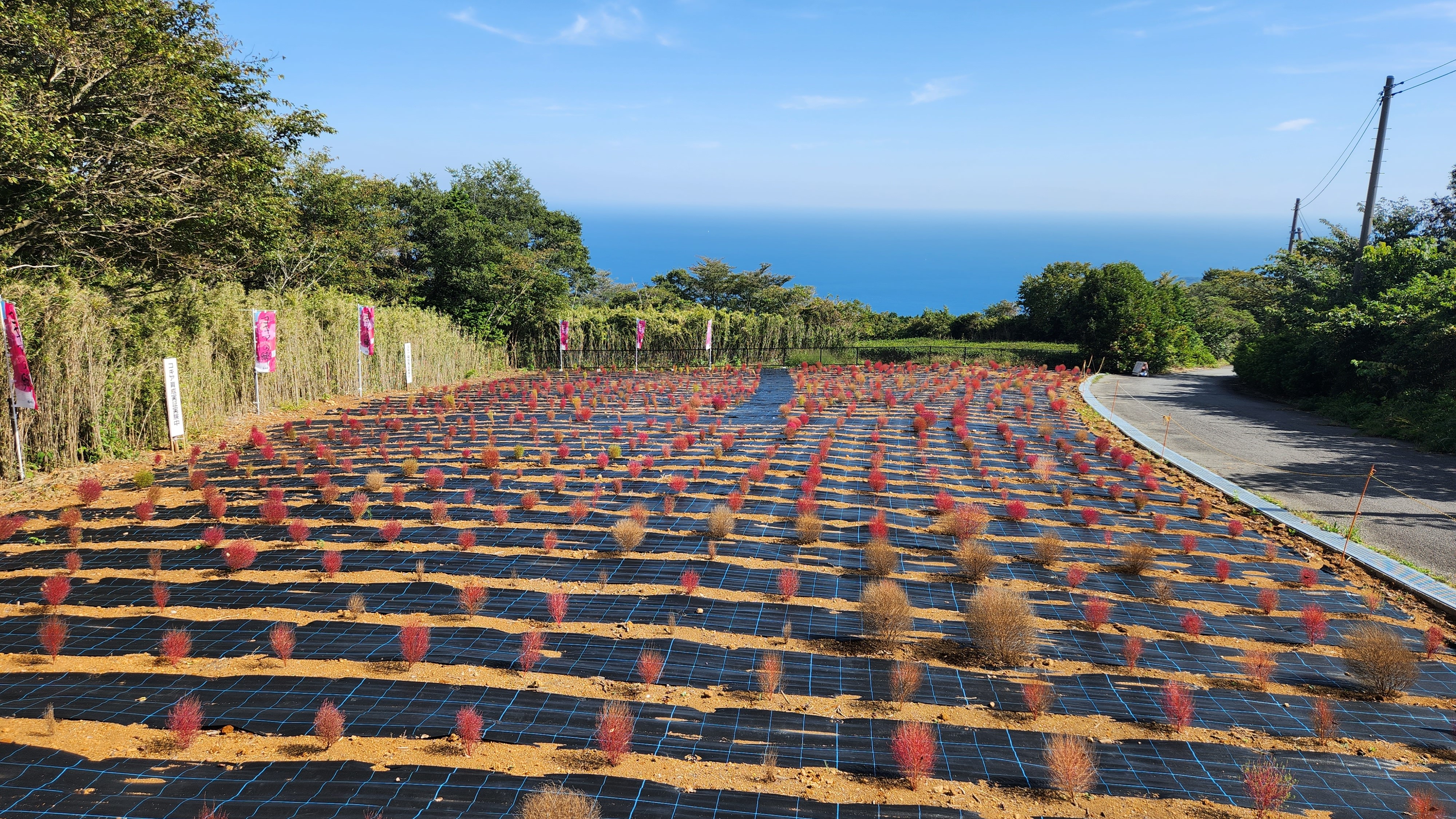 星ヶ山公園にコキア