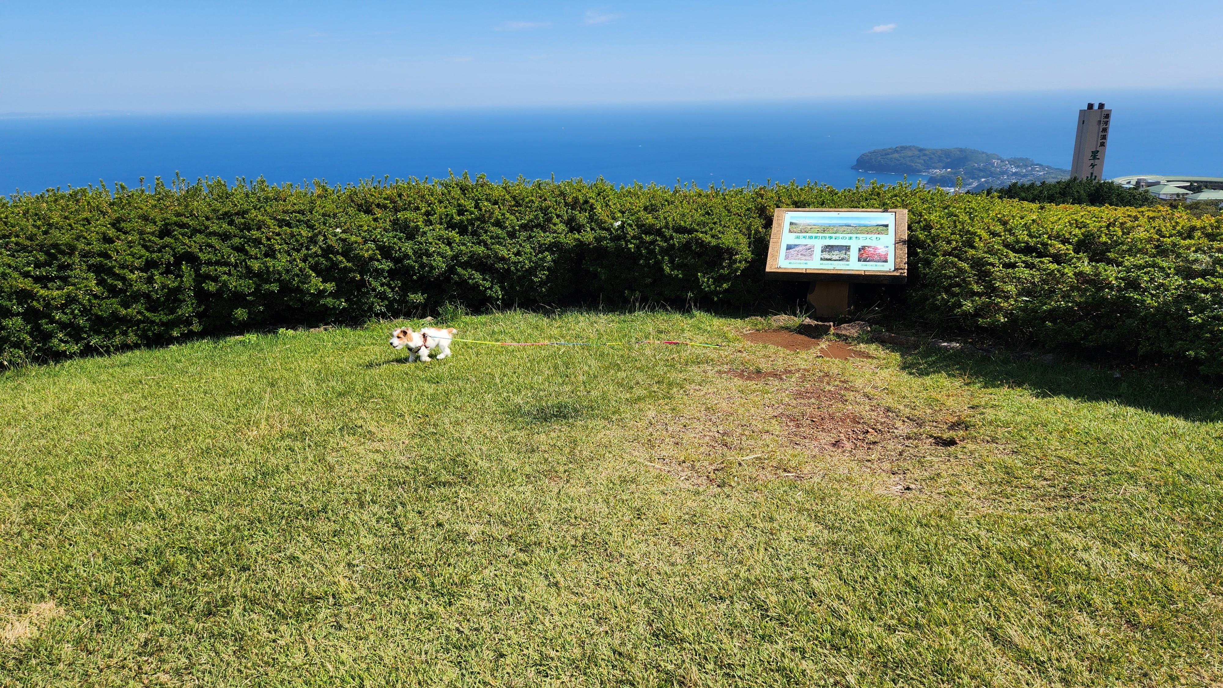 星ヶ山公園でわんちゃんとお散歩