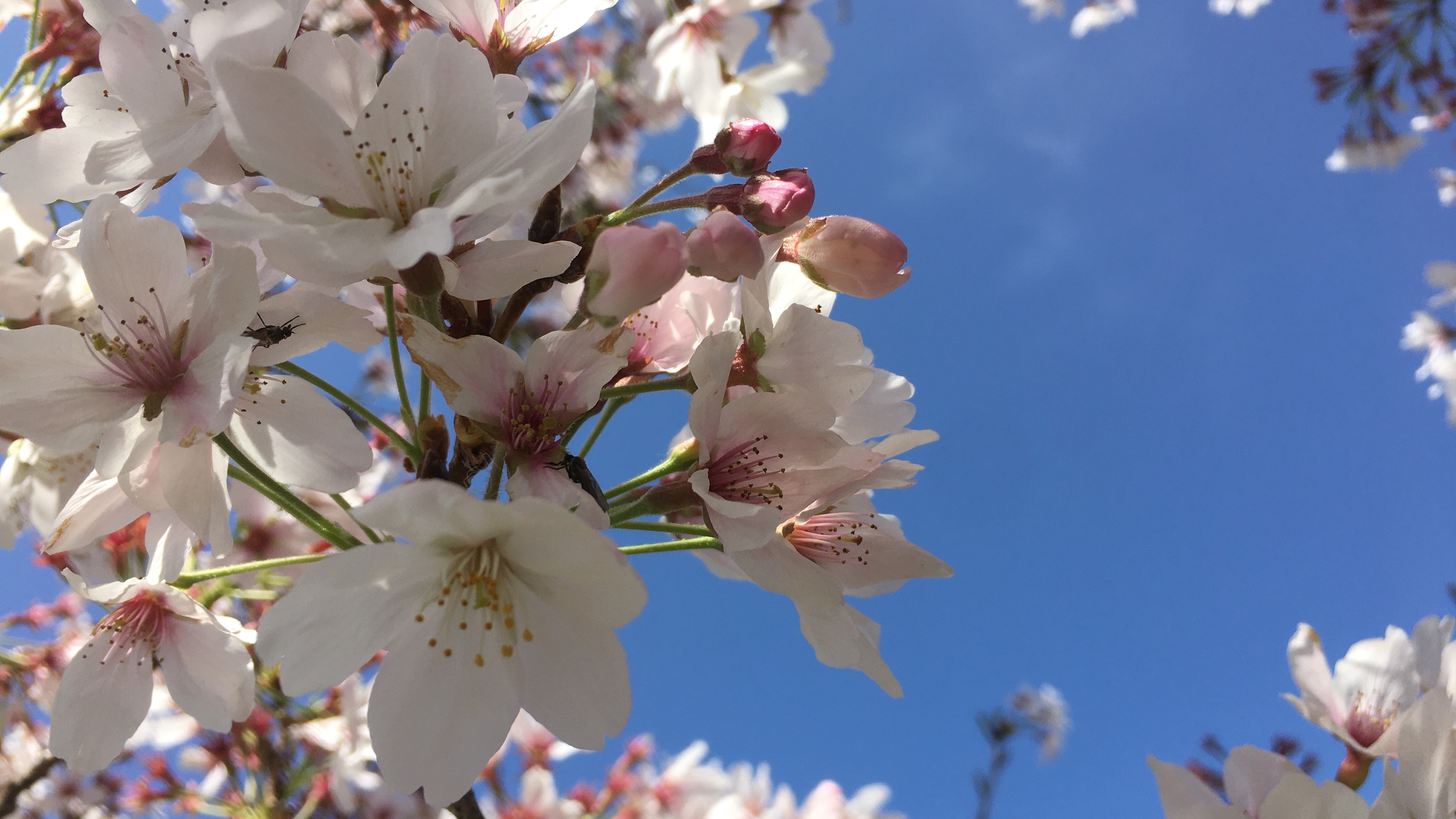 お庭の桜
