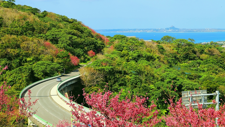 【八重岳桜の森公園】沖縄にひと足早く春を告げる寒緋桜