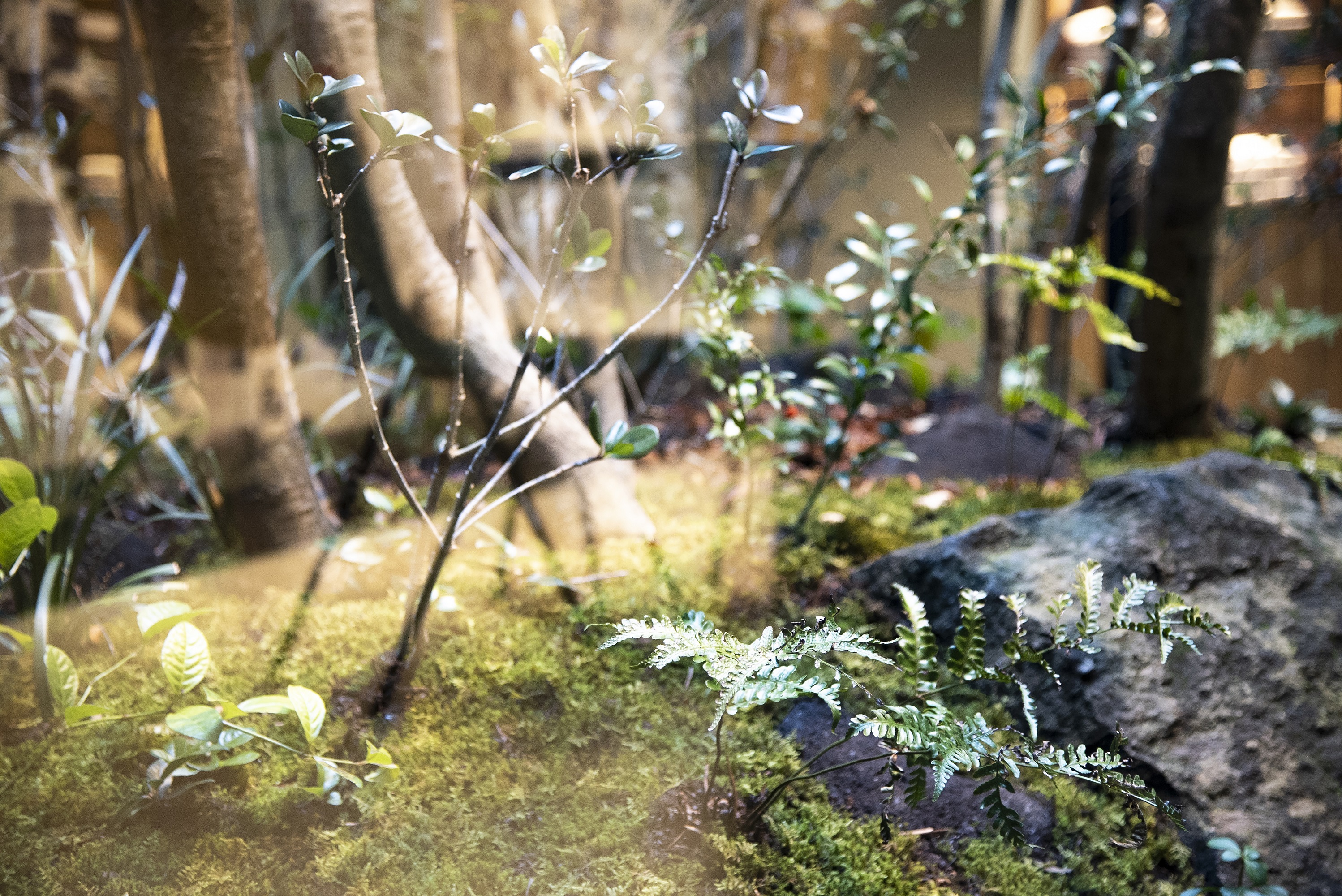 中庭（イメージ）