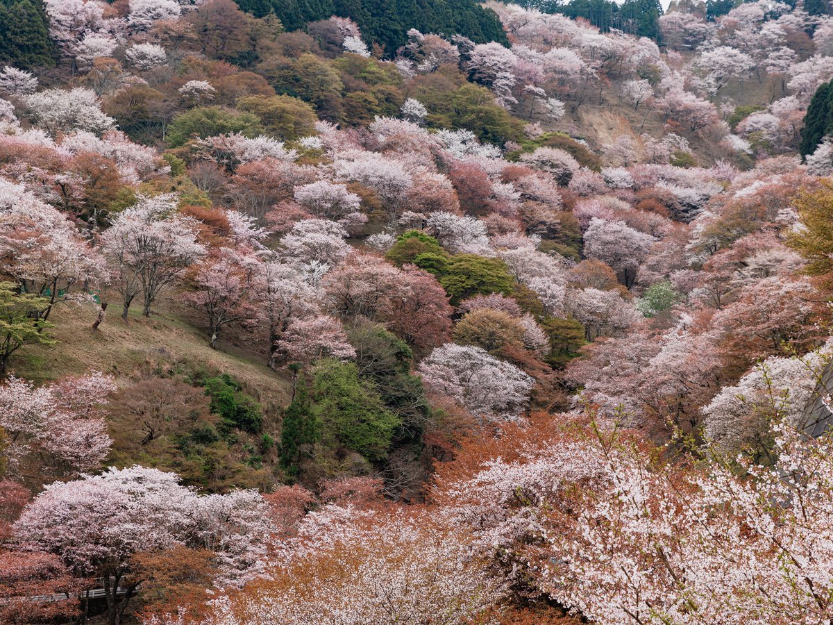 吉野山 千本桜（ホテルから車で90分）：約3万本の桜が植えられており、約1ヶ月間多様な姿を楽しめます