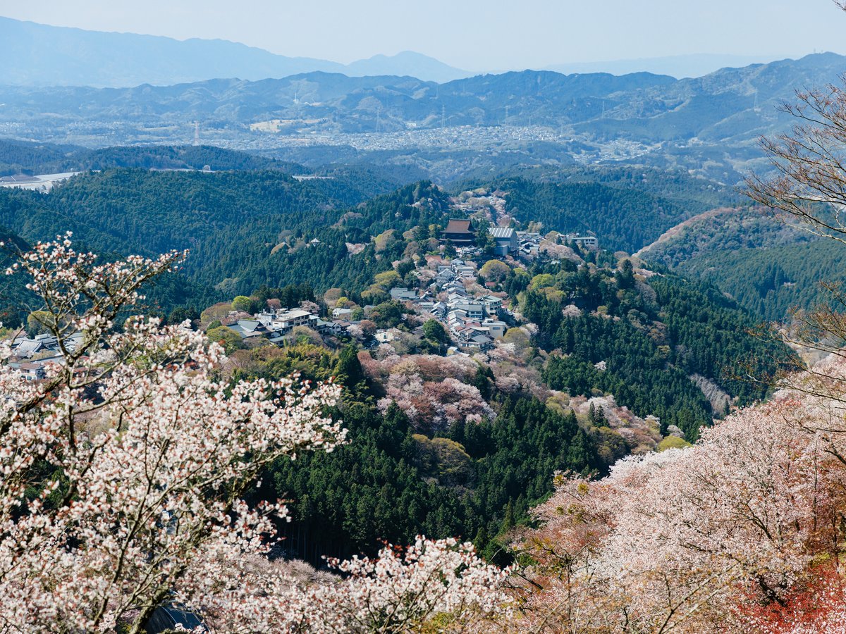 吉野山 千本桜（ホテルから車で90分）：約3万本の桜が植えられており、約1ヶ月間多様な姿を楽しめます