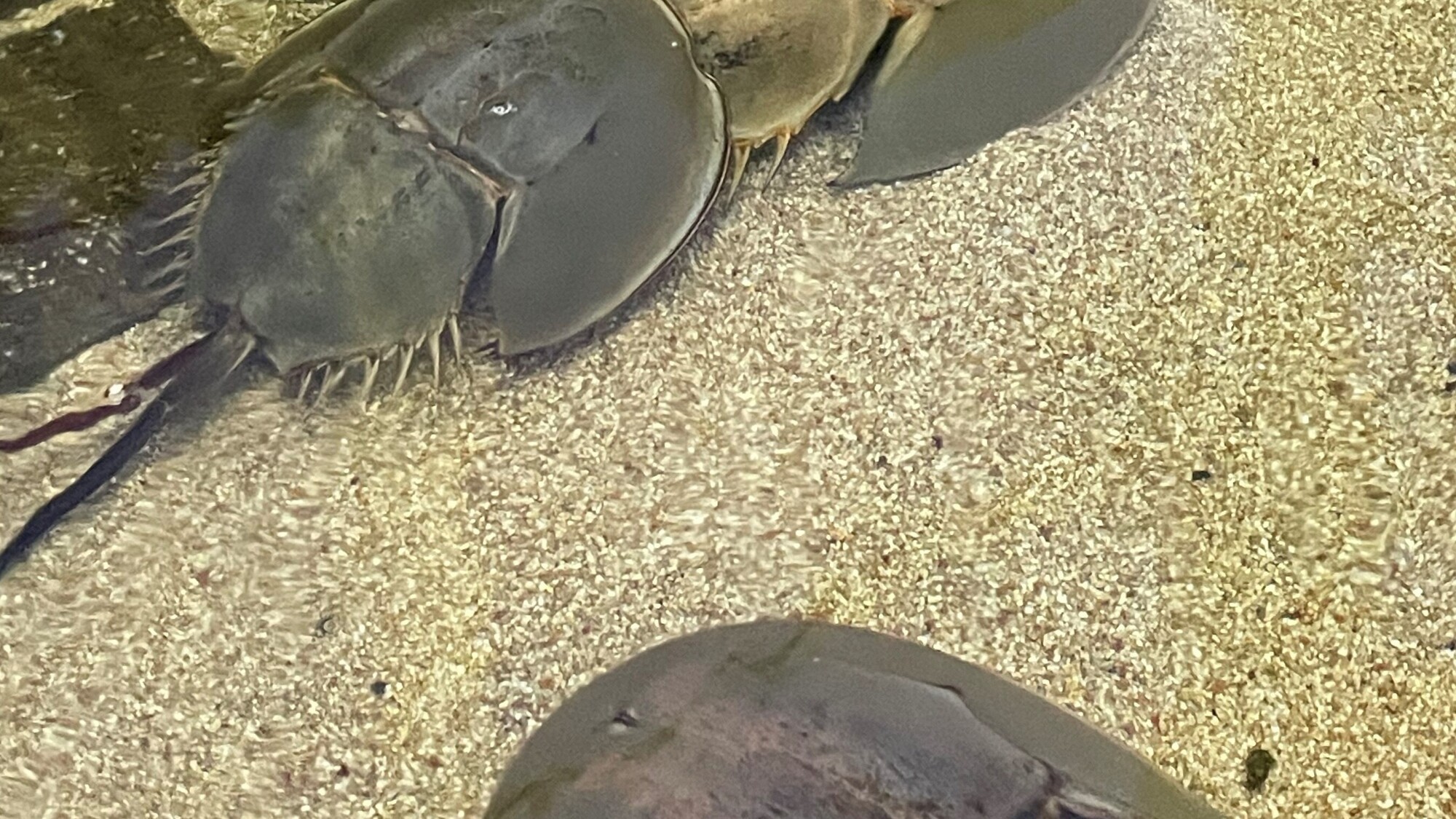 カブトガニ（西条市立東予郷土館）
