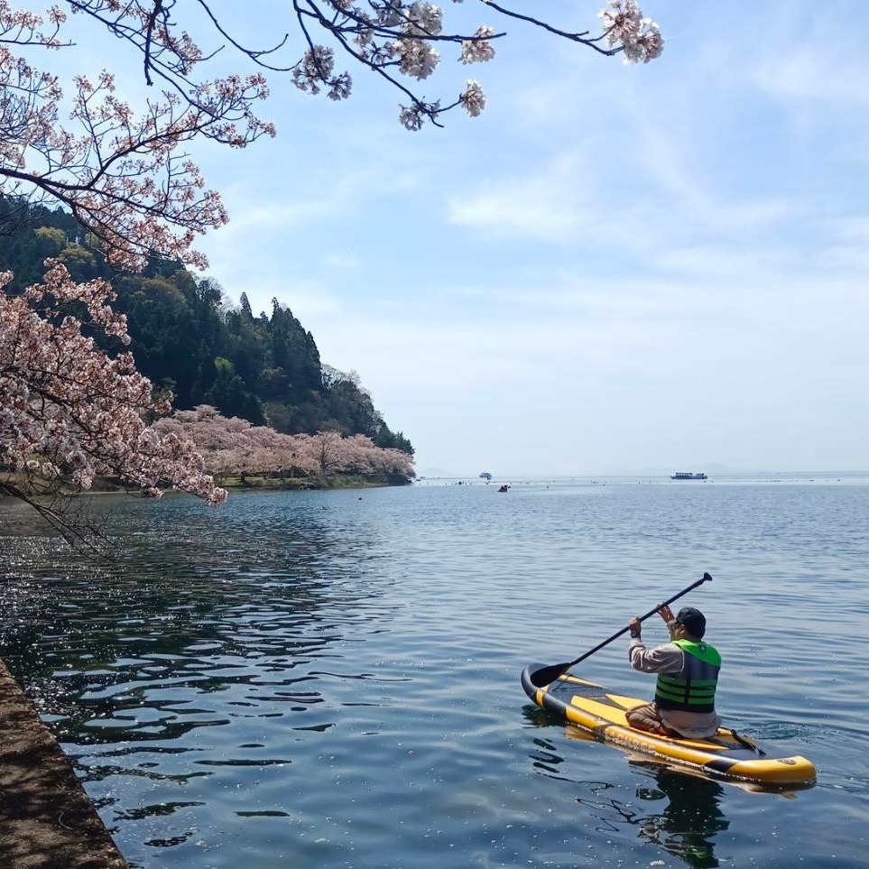 海津大崎の桜