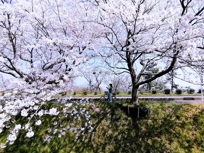 湖周道路の桜波木（６５４本）