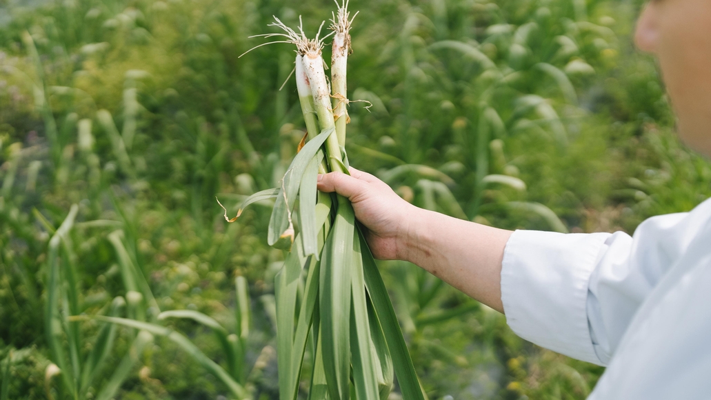 【楽天スーパーSALE】【季節のアップグレード】京都和牛・地魚・有機野菜など丹後の食材を厳選【SP】