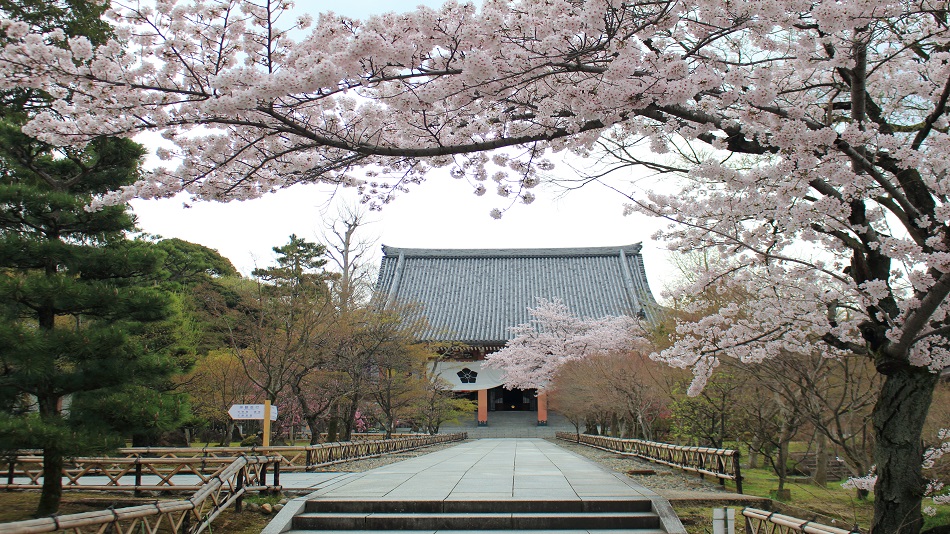 総本山智積院　金堂　春