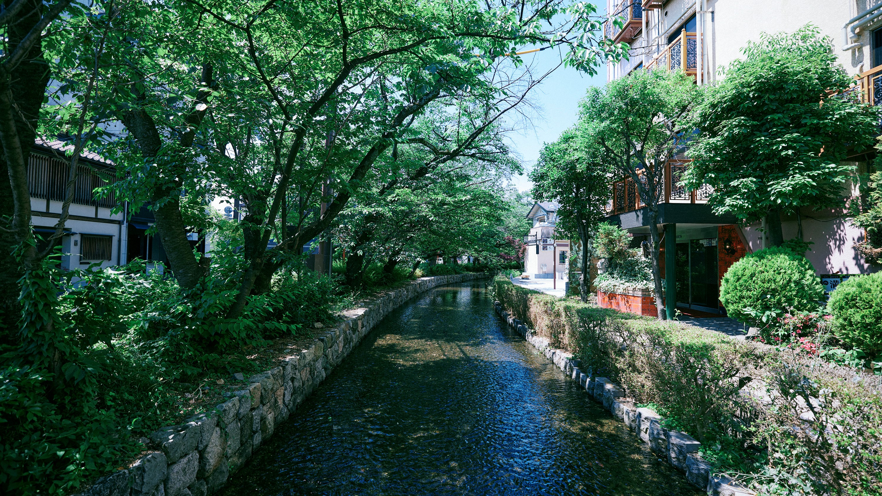 当ホテルのすぐそばを流れる高瀬川、三条から四条にかけた高瀬川周辺が先斗町でございます