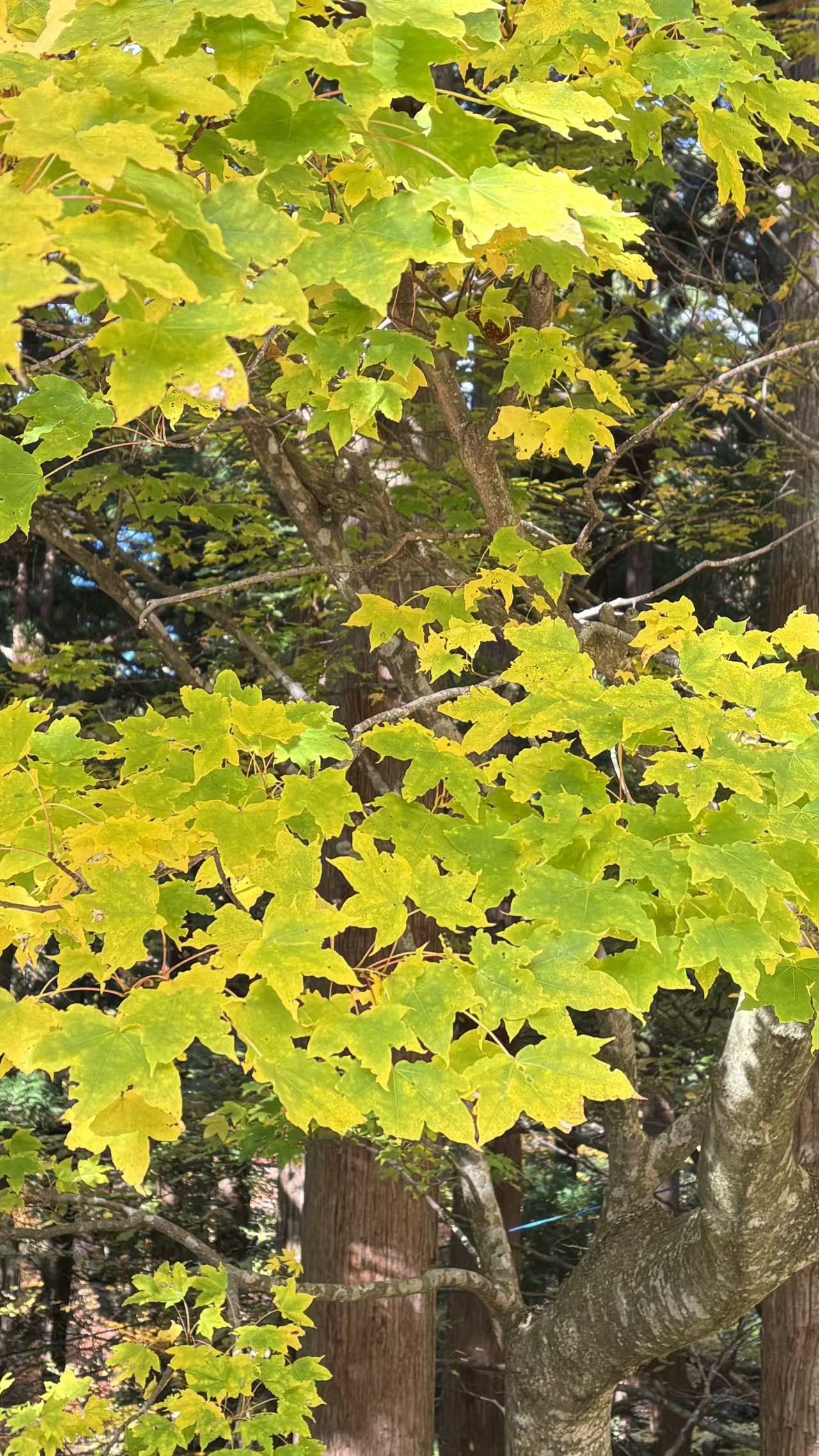 ７年11月、大山秋の紅葉