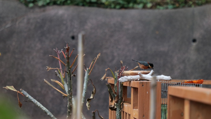 【イメージ】　お庭には野鳥が訪れます。