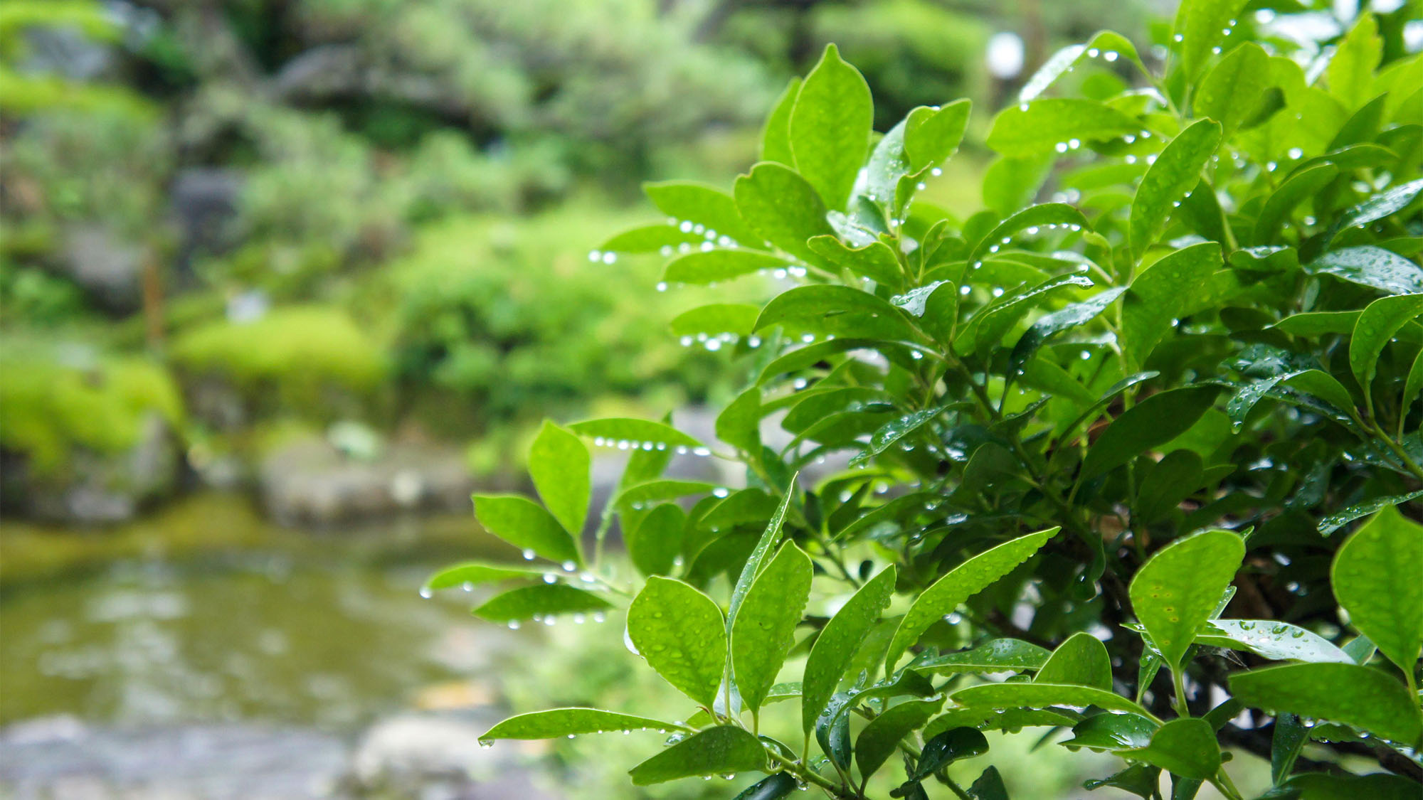 ・＜自然イメージ＞四季に合わせて様々な木や花々が姿を現します