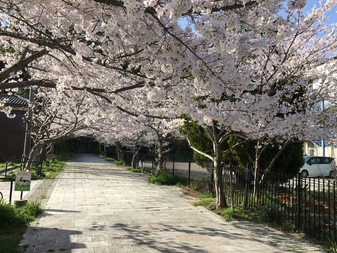曲田山　桜