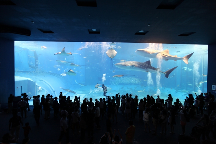美ら海水族館　神秘に満ちた沖縄の生き物たちの雄大な世界が広がります。