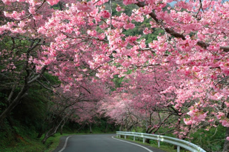 寒緋桜の名所である八重岳の桜