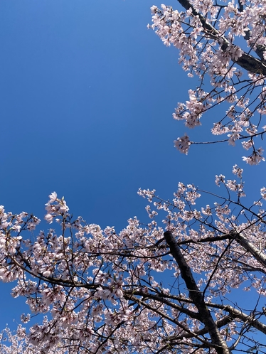 ホテルから徒歩10分平安神宮前の桜並木