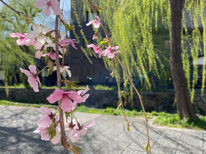 ホテルから徒歩5分白川沿いの桜