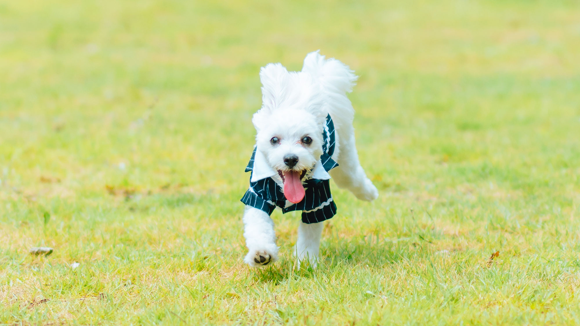 【ドッグラン】天然芝の広々としたドッグラン。思いっきり走り回れるのでワンちゃんも大満足！