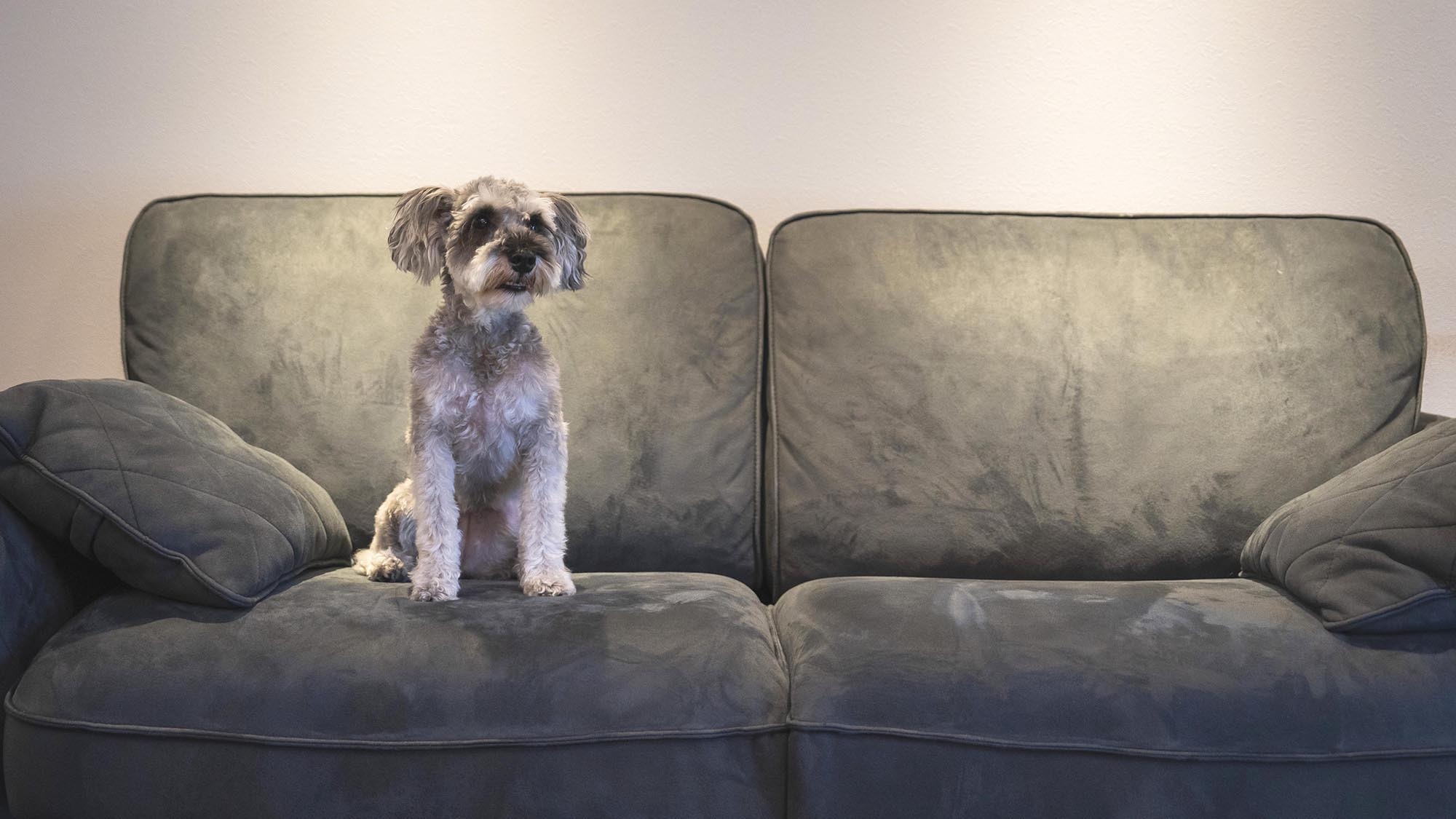 【連泊割・10％OFF】2泊以上・愛犬と一緒に見どころいっぱいの島根旅を満喫！〔専用ドッグラン完備〕