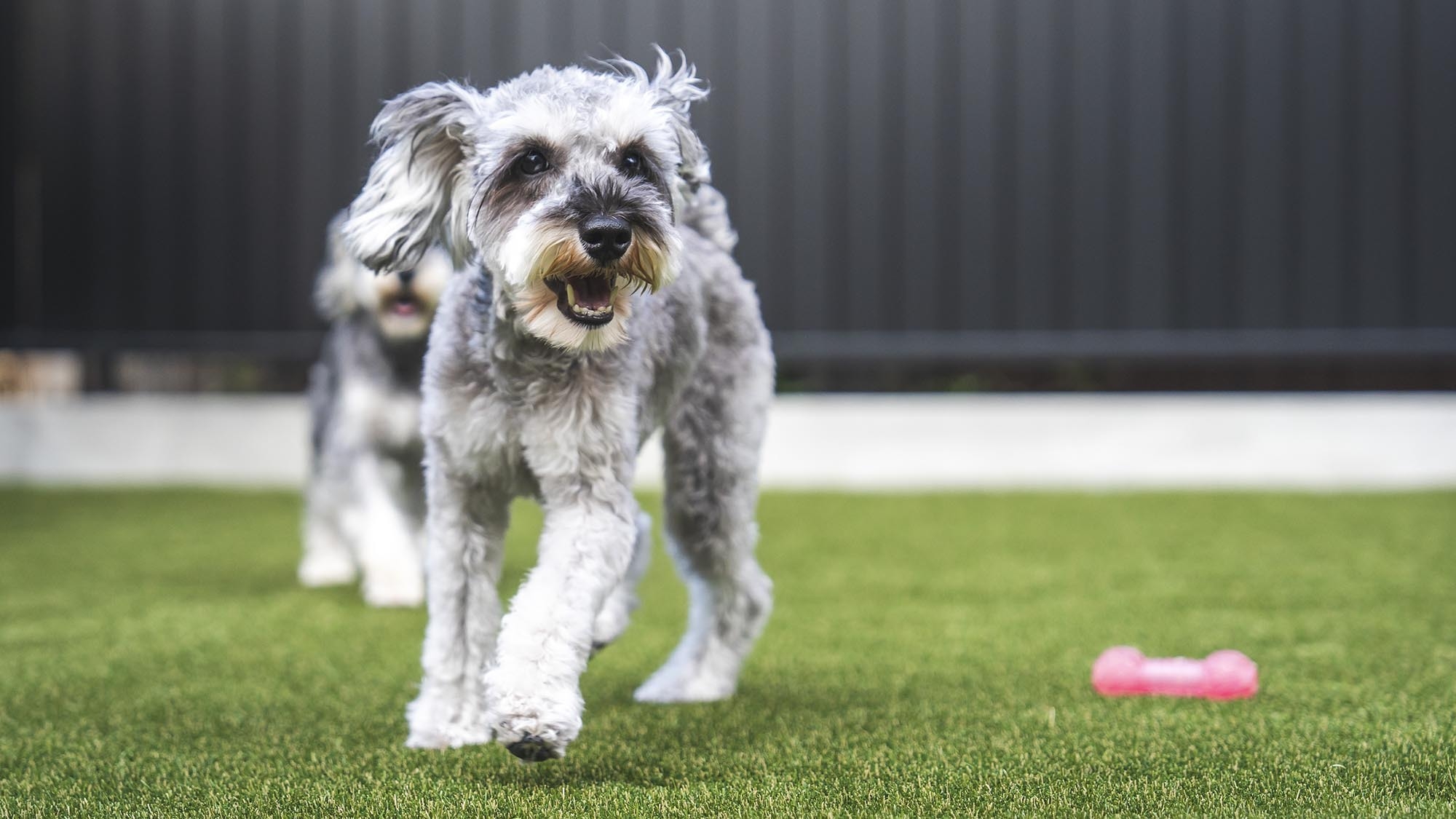 【さき楽60・10％OFF】愛犬と一緒に出雲を旅する！60日前までの予約でお得〔専用ドッグラン完備〕