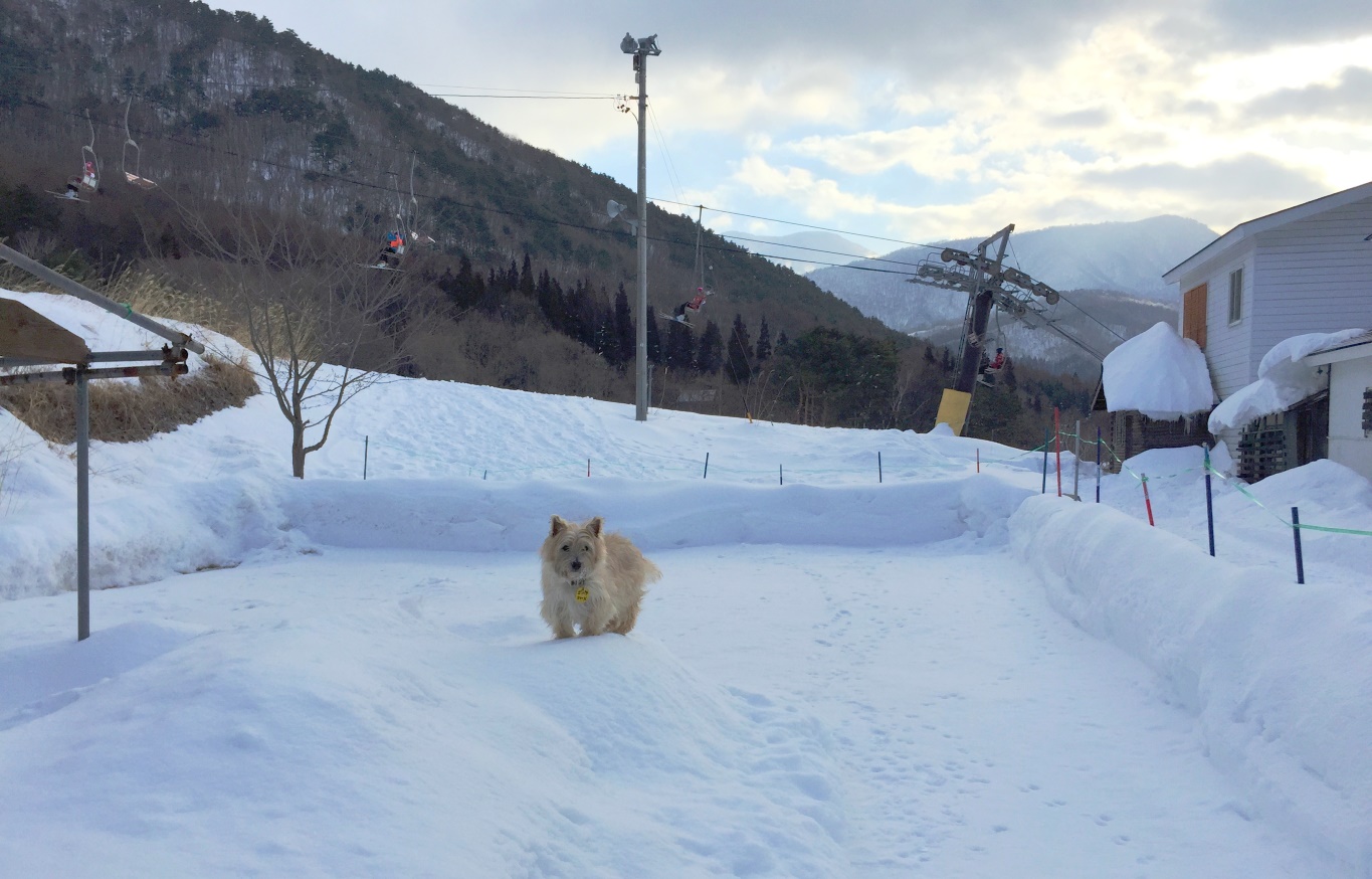 雪壁ドックラン♪思いっきり遊べます