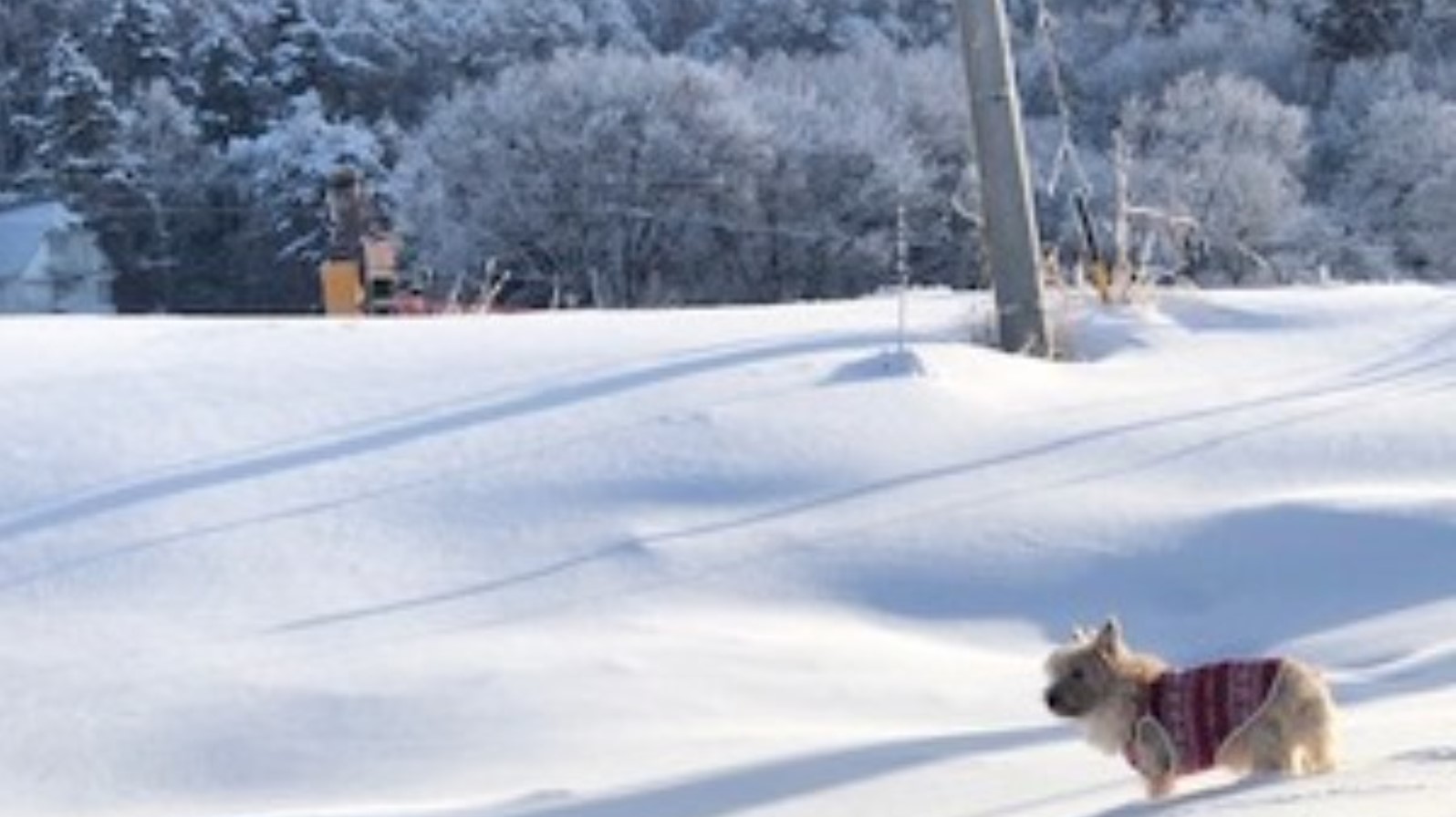 愛犬と一緒に♪北志賀高原でスキー♪